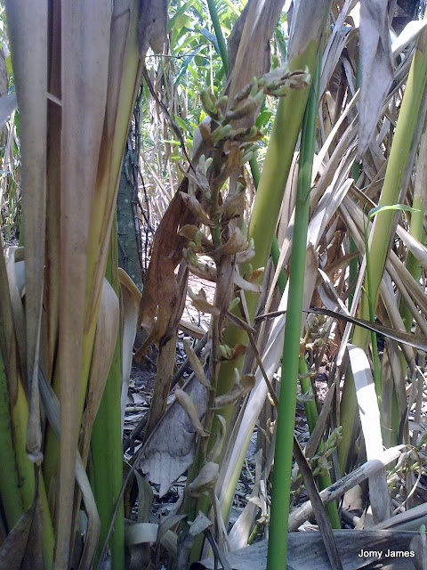 Cardamom Plants