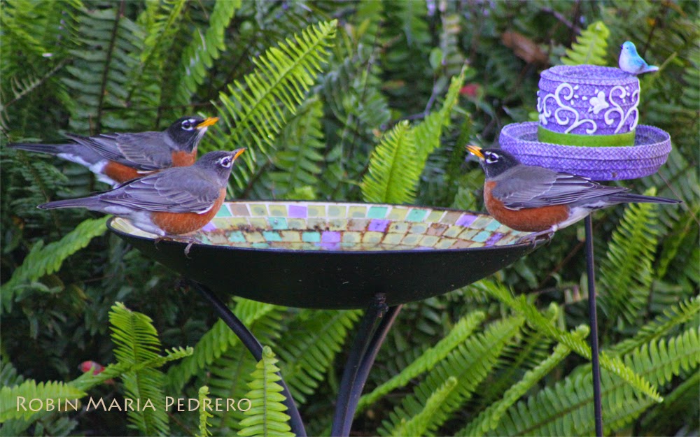 Robin Maria Pedrero Blog Robins in a bird bath