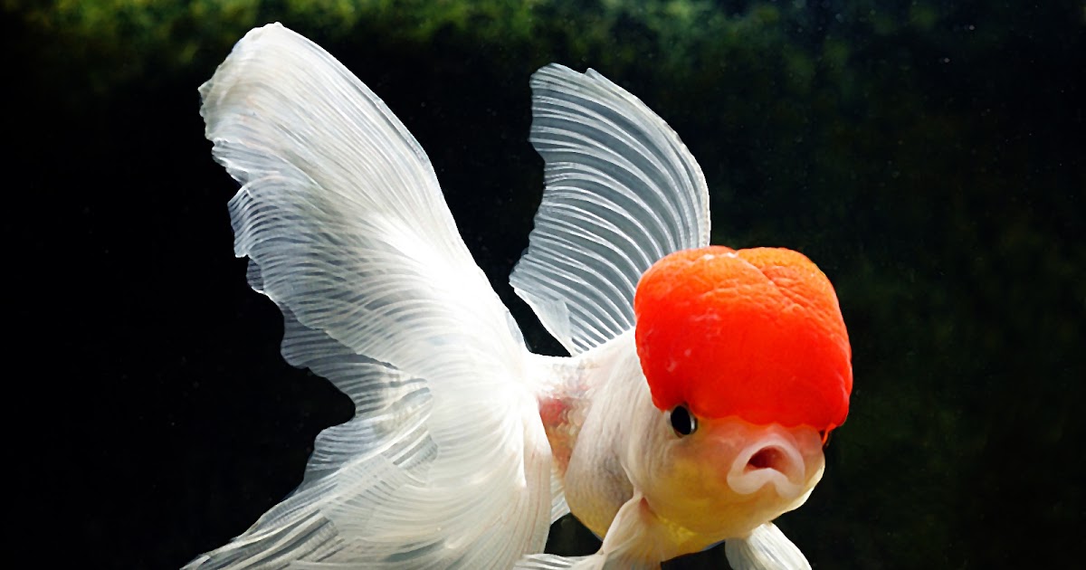 Sekilas Tentang Ikan Mas Koki Oranda