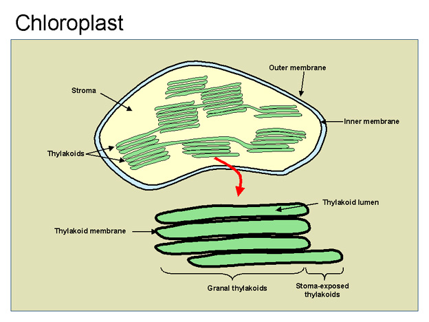 chloroplast tour guide Biology bioflix quiz - tour of an plant cell write the answer to each question in the blank the chloroplast serves as a protein manufacturing facility. chloroplast tour guide Biology bioflix quiz - tour of an plant cell write the answer to each question in the blank the chloroplast serves as a protein manufacturing facility.