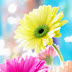 Most Beautiful Flower Wallpapers