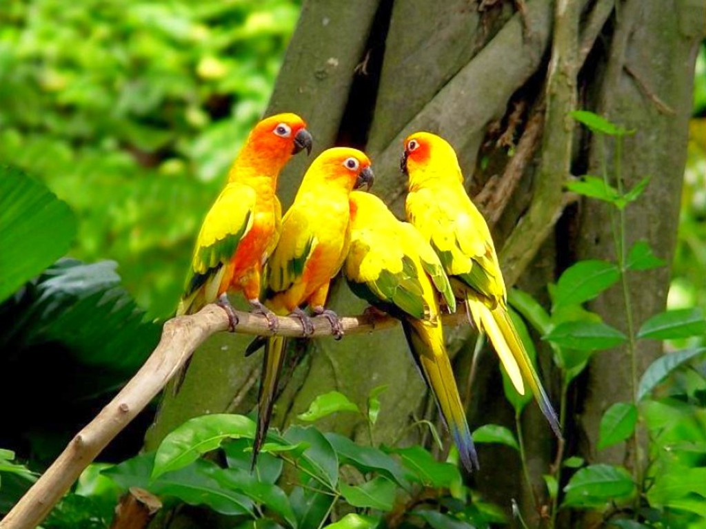 http://4.bp.blogspot.com/-TFmRsiEluT8/UTqX497Gd8I/AAAAAAAADW4/2K7EIurysOU/s1600/Beautiful_Parrots_Wallpaper_47qoc.jpg
