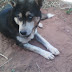 Linda mestiça husky aguarda adoção