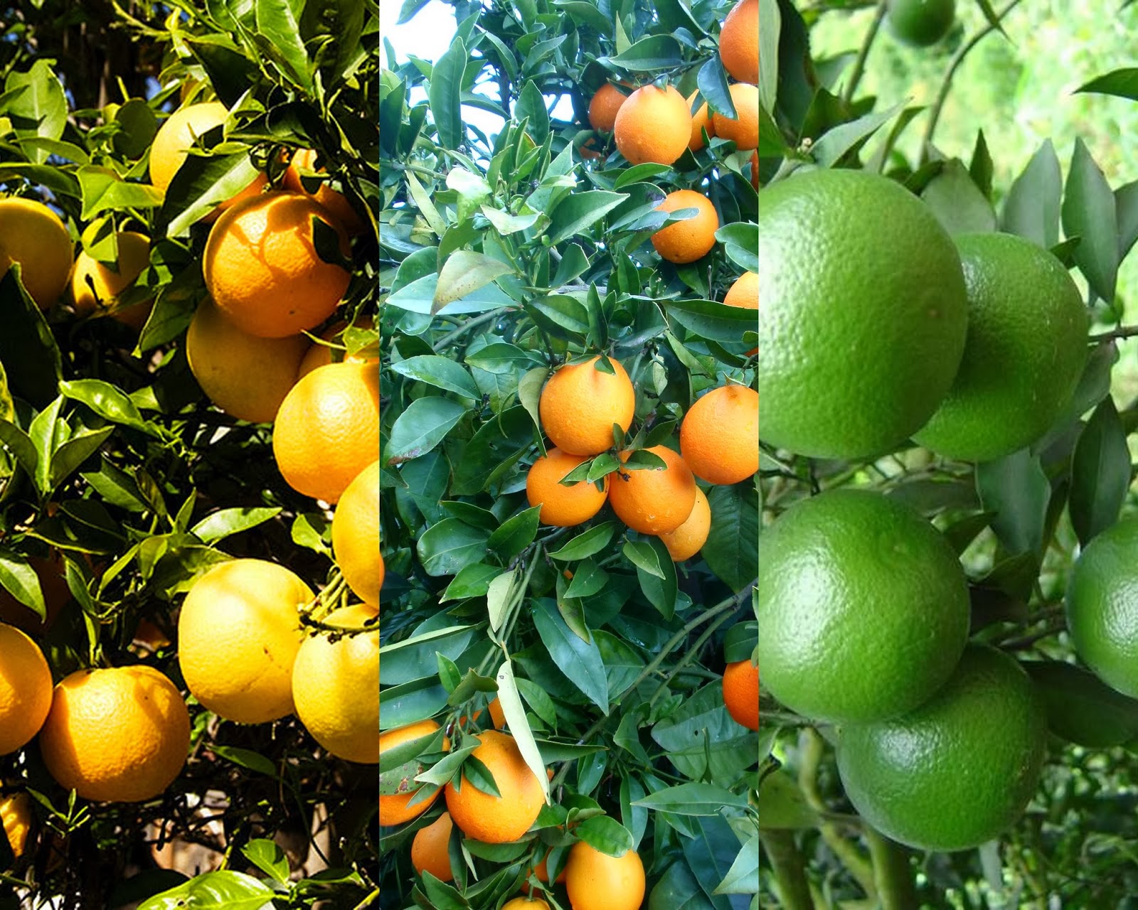 French Touch Oranges are they yellow or orange