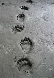 Bear Tracks on the Beach