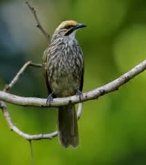 Jenis Burung Dan Kisaran Harga Jenis Burung Dan Kisaran Harga