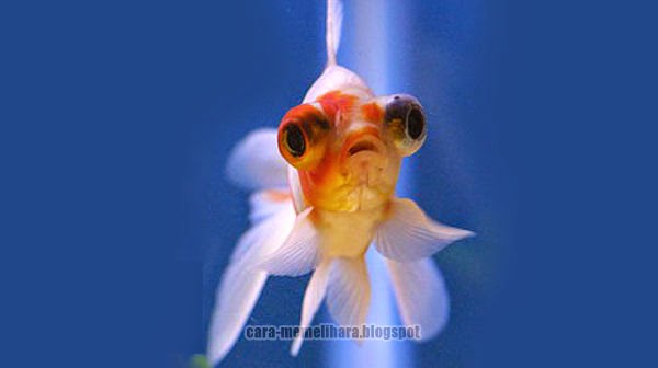 Ciri Varietas Ikan Koki Mata Teleskop Telescope Eye Goldfish