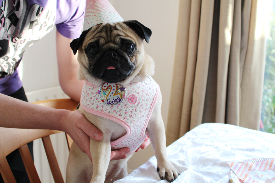 ellie and darcie the pugs tilly pug turns two ellie and darcie the pugs tilly pug turns two
