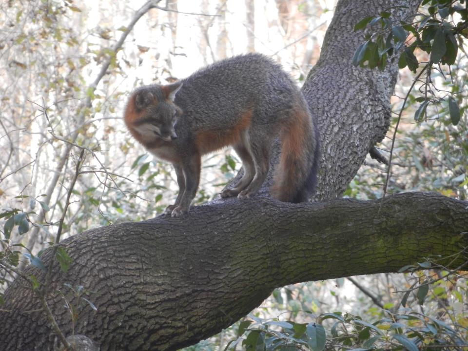 Some love for treeclimbing foxes? [More inside] r/foxes