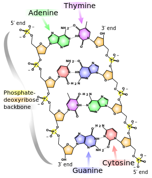 DNA-Nucleotides