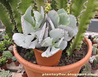 Cotyledon undulata