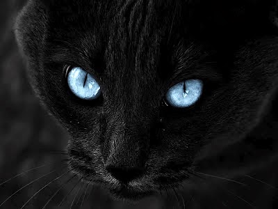 »Kohlenfeder Black+Cat+Blue+Eyes+Images+%283%29