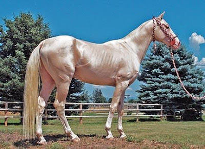 Ini Foto-foto Akhal Teke, Kuda Emas yang Hampir Punah Ini Foto-foto Akhal Teke, Kuda Emas yang Hampir Punah
