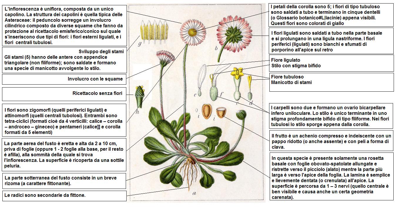 Studiamando Liberamente Margherite Percorso Interdisciplinare