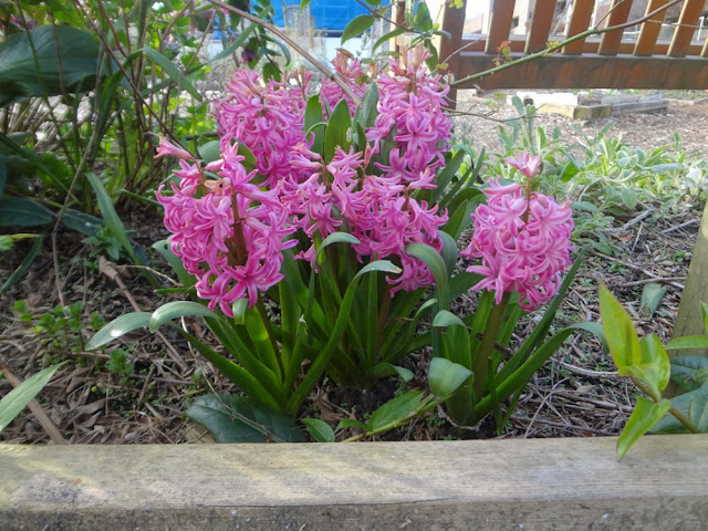 flowers in vancouver davie village community garden