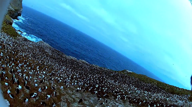 Increíble video aéreo de pingüinos realizado por un halcón
