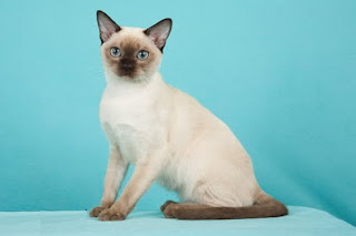 tonkinese-cats tonkinese cats information kittens mix siamese pictures breed pets