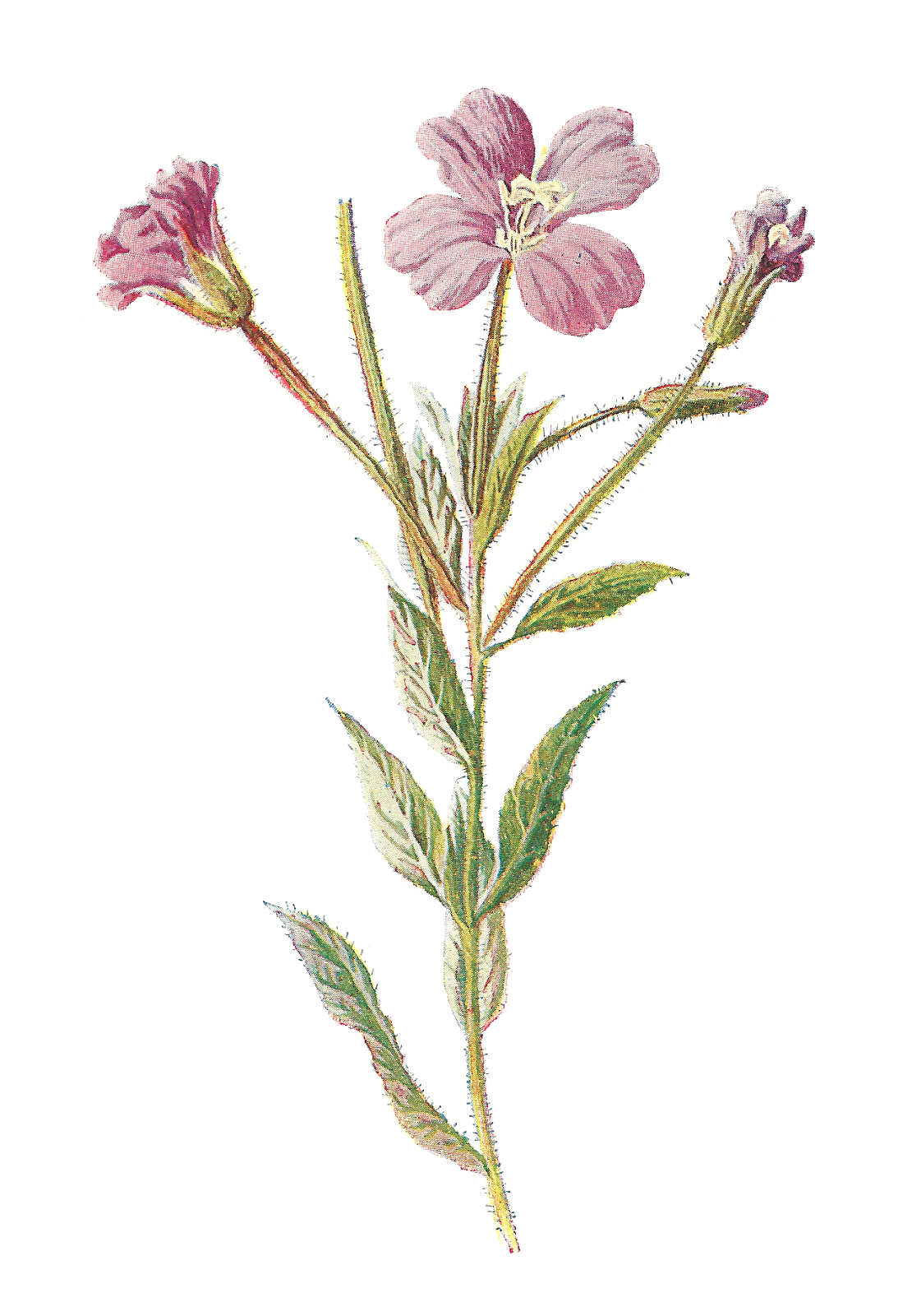 Antique Images Digital Flower Vintage Botanical Wildflower Greater Willow Herb