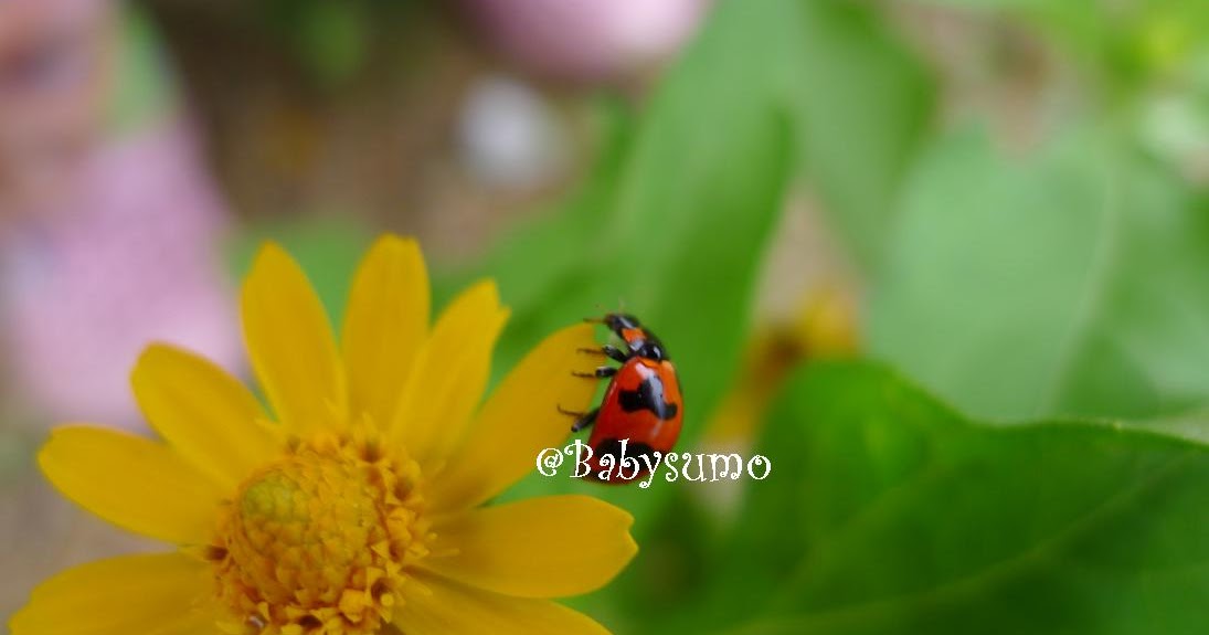 Baby Daisy Flower Bed Room Baby Daisy Flower Bed Room