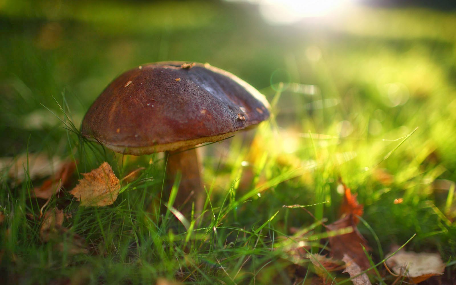 wallpapers: Mushrooms Wallpapers