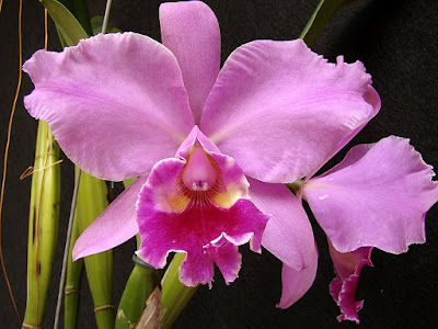 Orchids Cattleya Labiata Flower Orchids Cattleya Labiata Flower