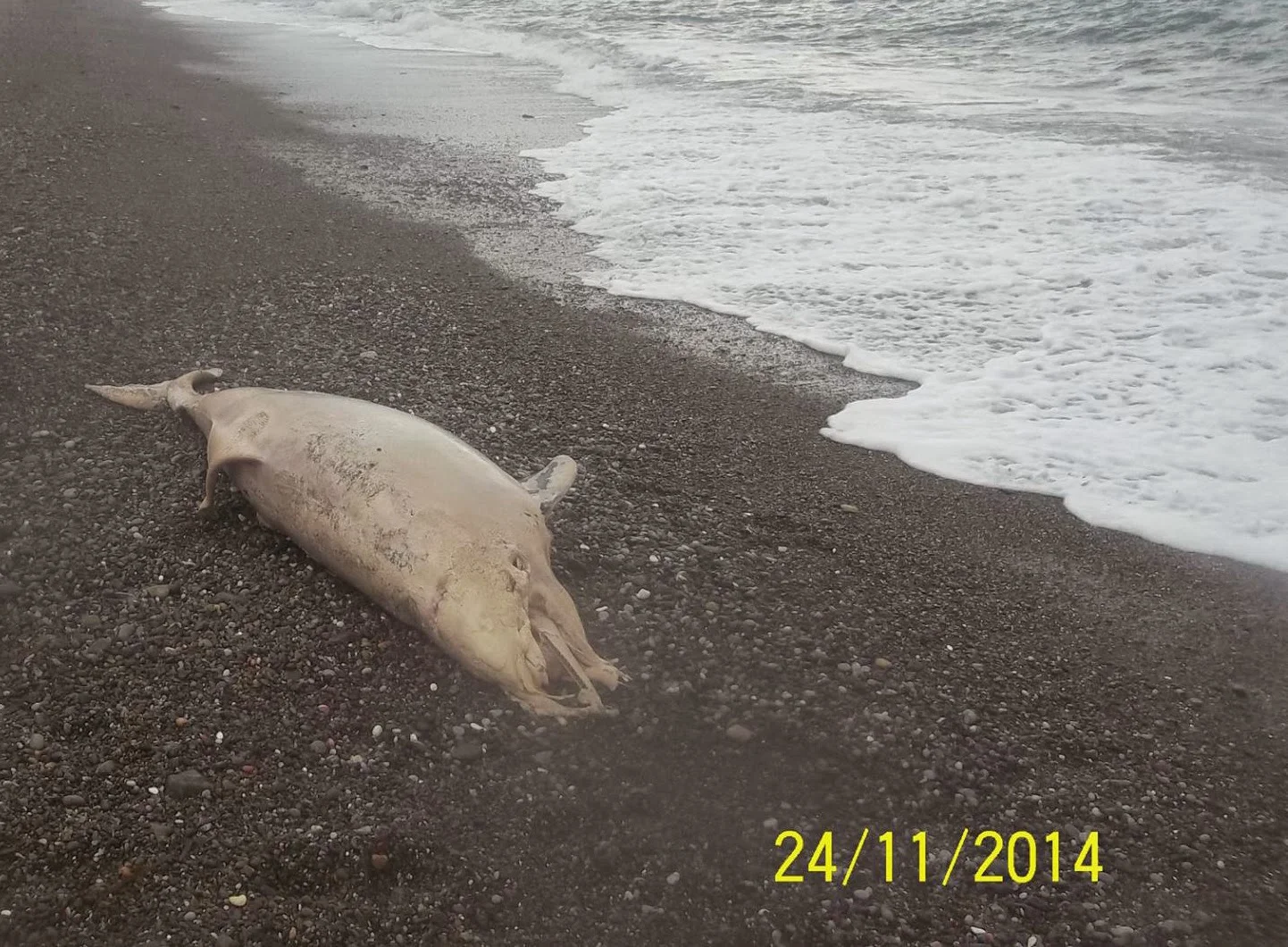 Δελφίνι ξεβράστηκε σε παραλία της Βόρειας Εύβοιας! (ΦΩΤΟ)