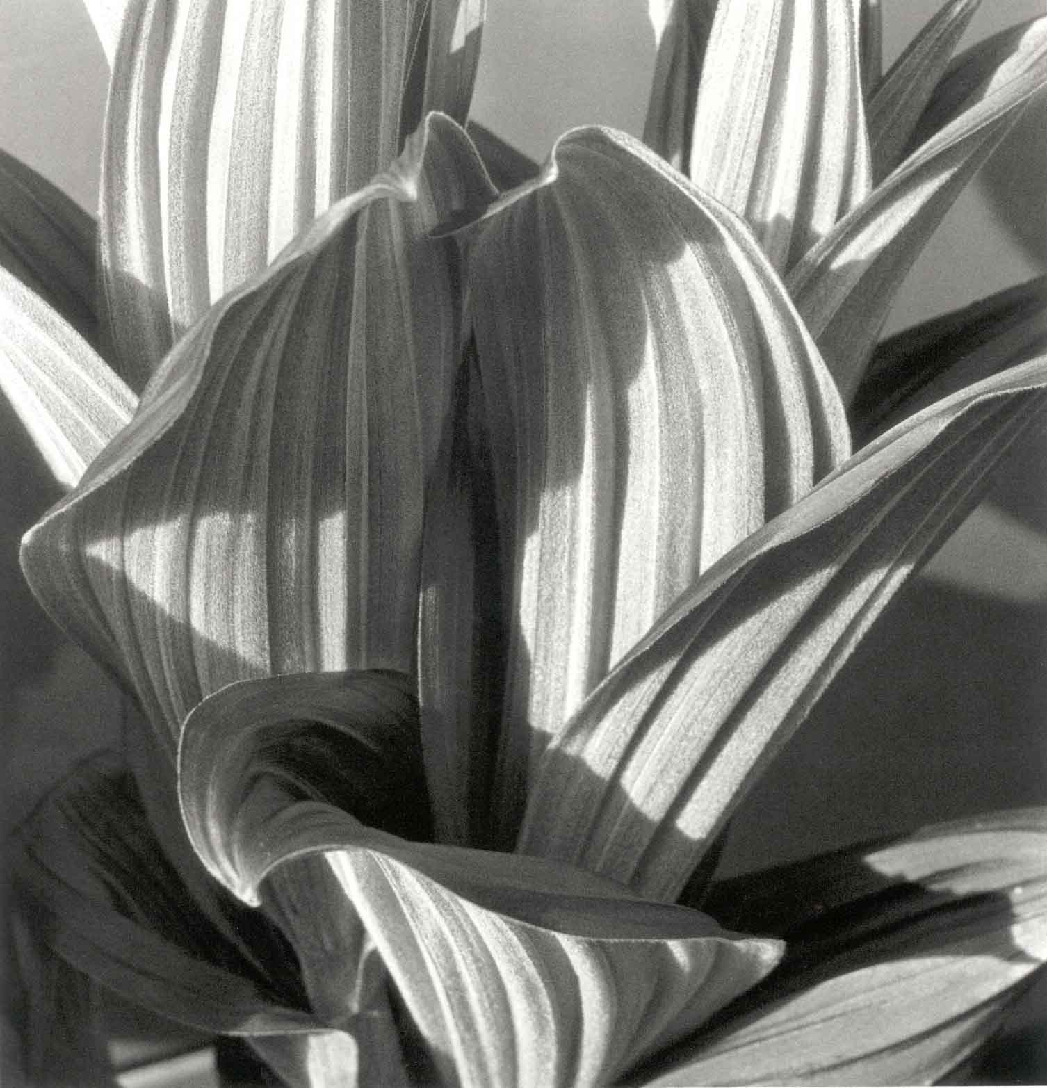 History in Photos Imogen Cunningham