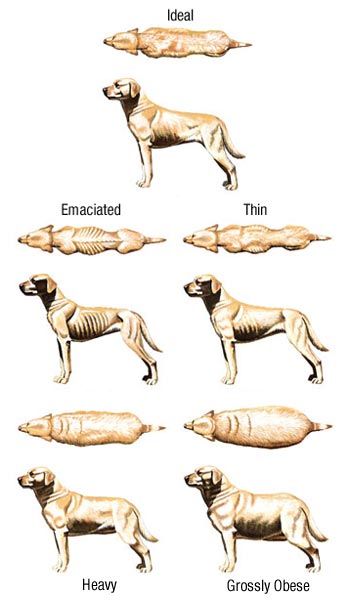 dog-weight-chart.jpg