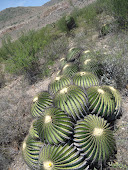 FAMILIAS DE 18 CACTACEAS