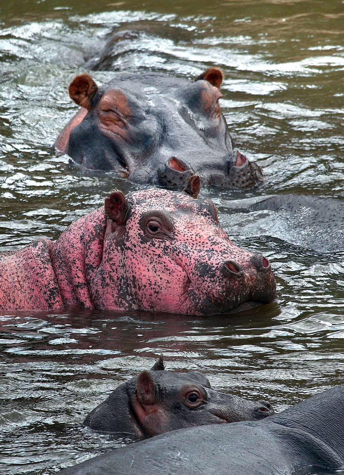 Phantoms and Monsters Pulse of the Paranormal