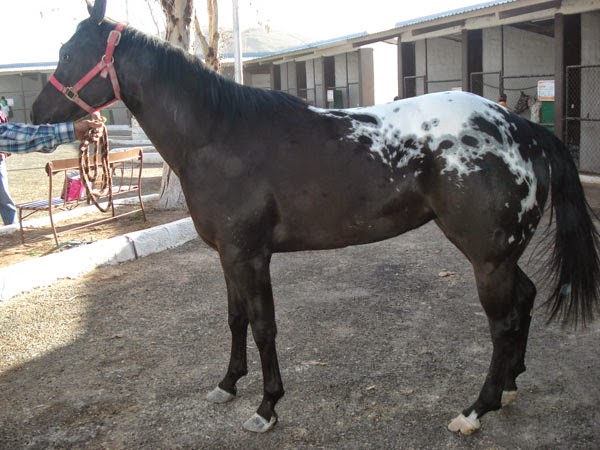 Caballos Appalosas y Ganadado Brahman Caballos Appalosas y Ganadado Brahman