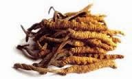 Cordyceps Terapi Pengobatan Kanker Paru Paru