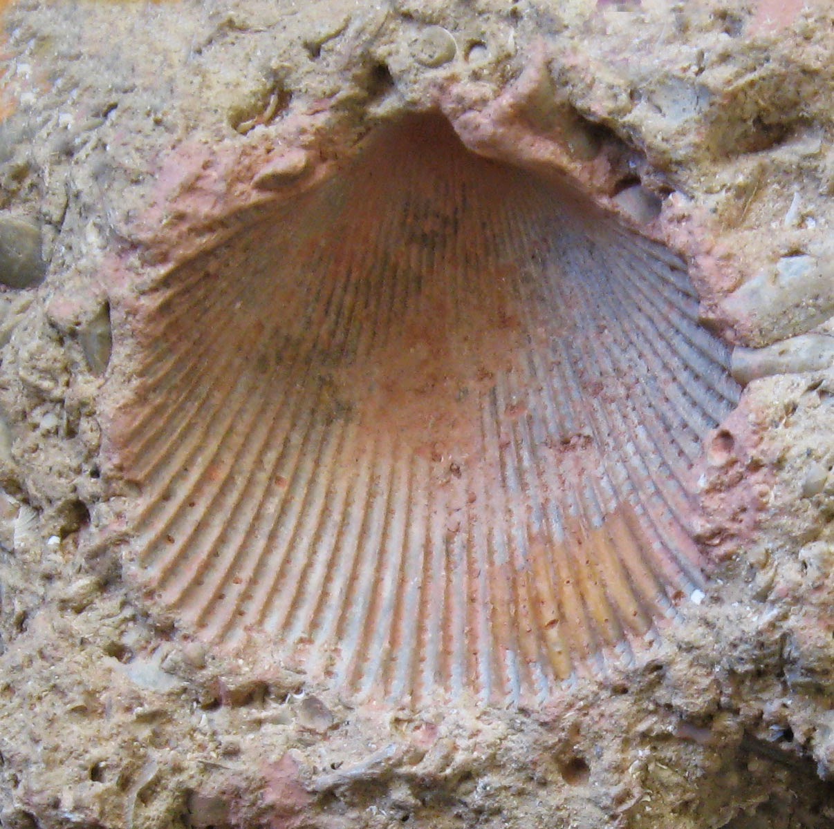 mold fossil example Mold fossils, Science projects, Fossil