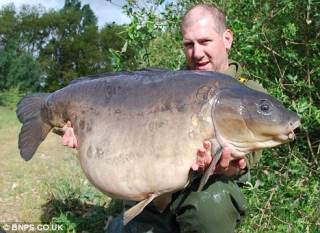 英國 最大尾 淡水魚 肥肥