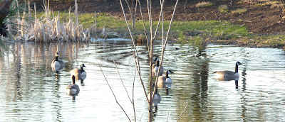 geese