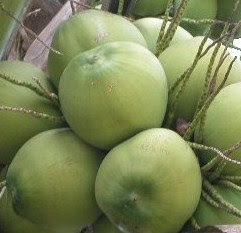 buah kelapa