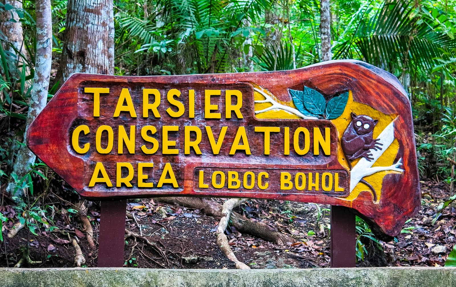 Experience Bohol Tarsier Conservation Area Miked's Travel PH