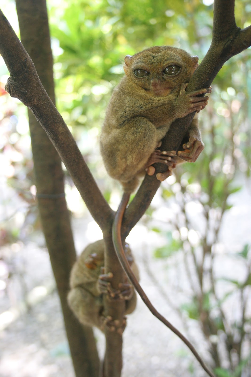 Amazing Tarsier World's Smallest Primate Tarsier Facts, Photos