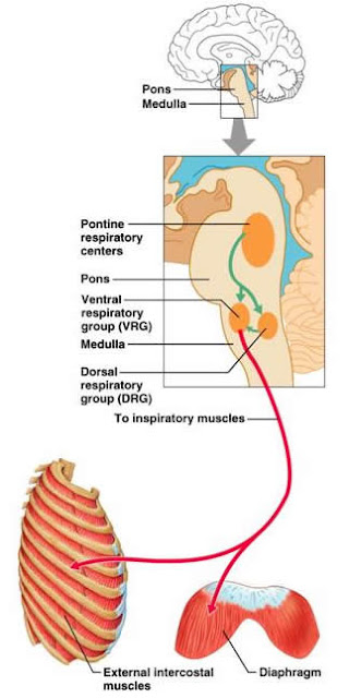Jennifer Kersey E-Portfolio Bio211: Objective 45: The neuronal network