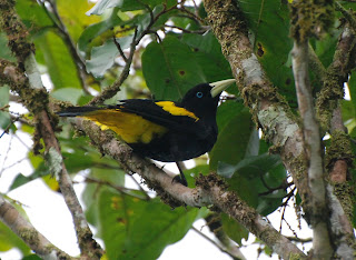 Yellow-Rumped Cacique, Cacicus cela