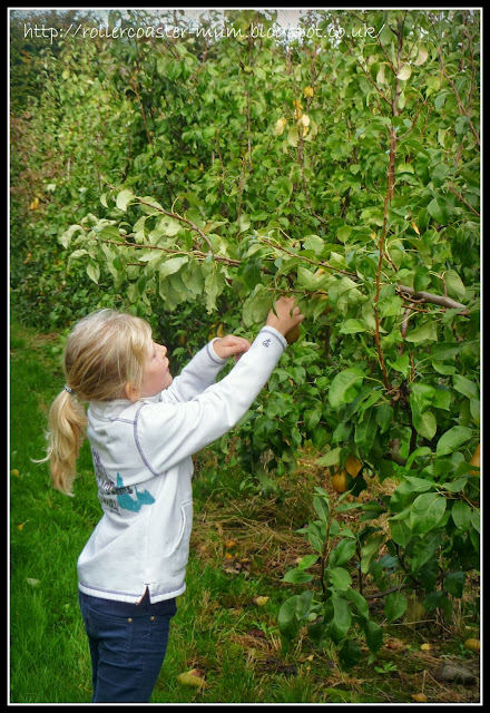 Picking Pears - Blackmoor Estate Blackmoor Estate pick your own day