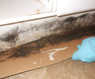 The Most Overlooked Truth About Mold Remediation Revealed