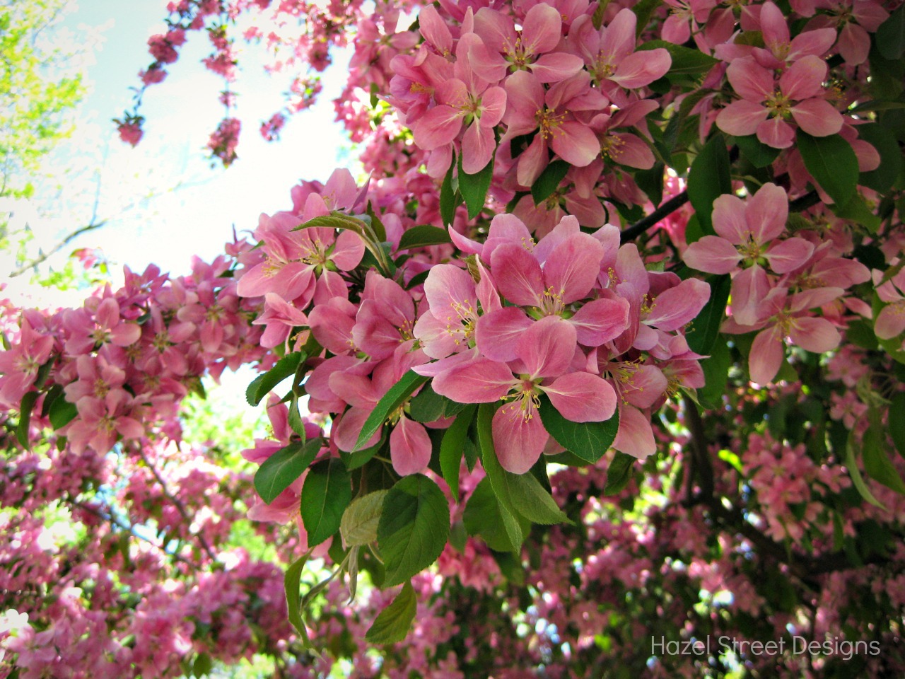 top 28 pink blossoming trees 301 moved permanently pink flowering trees garden wendys hat top 28 pink blossoming trees 301 moved permanently pink flowering trees garden wendys hat