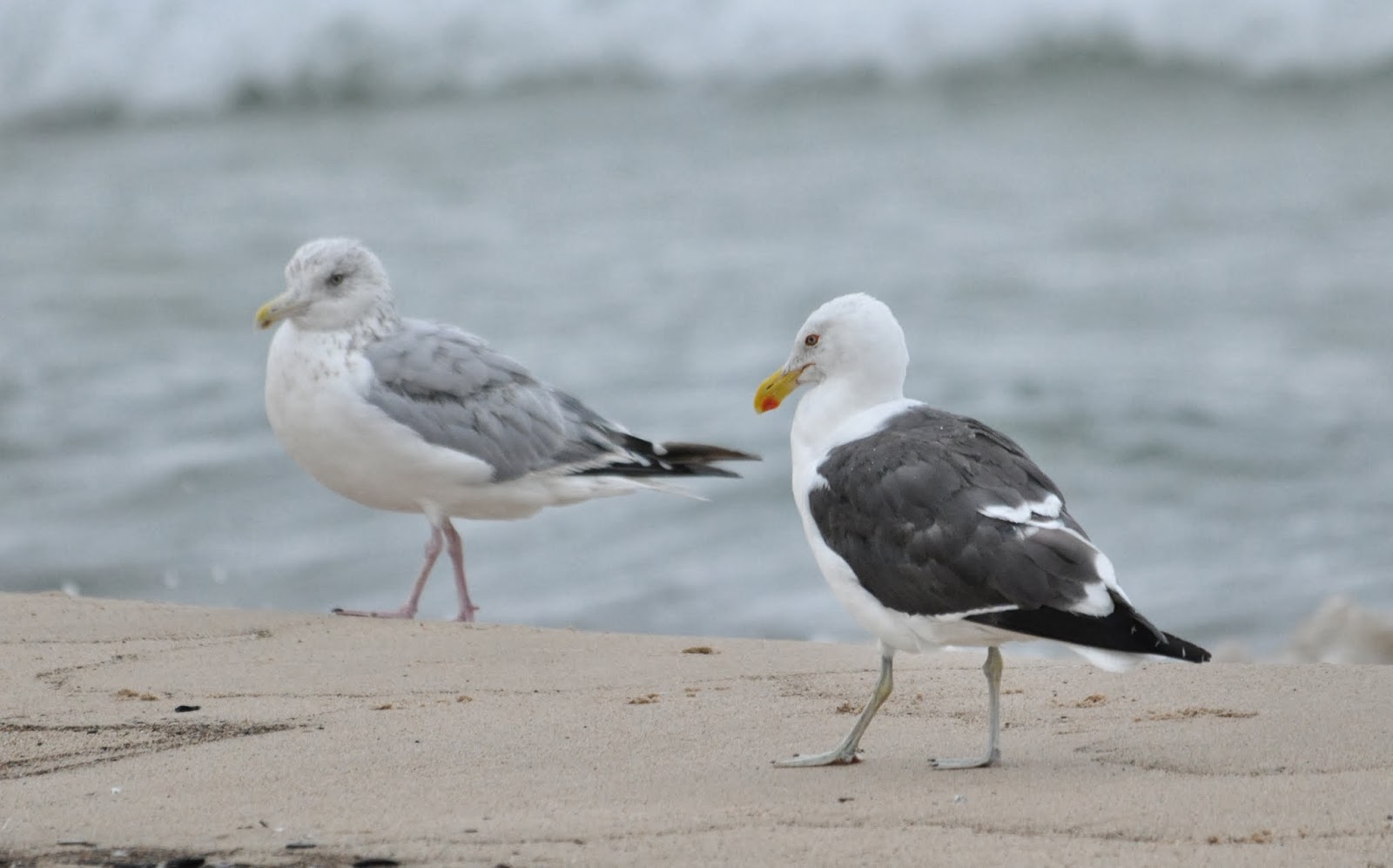 Anything Larus Another Presumed Chandeleur Gull in Indiana