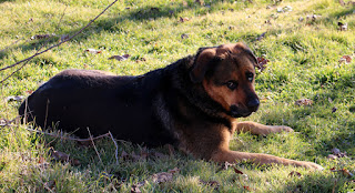 Rambo with his Christmas present Rambo with his Christmas present