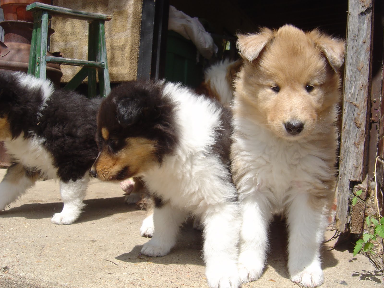 Musings from Fairlight Farm Week SixCollie Puppies