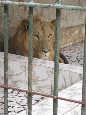 León del zoo de Dakar León del zoo de Dakar