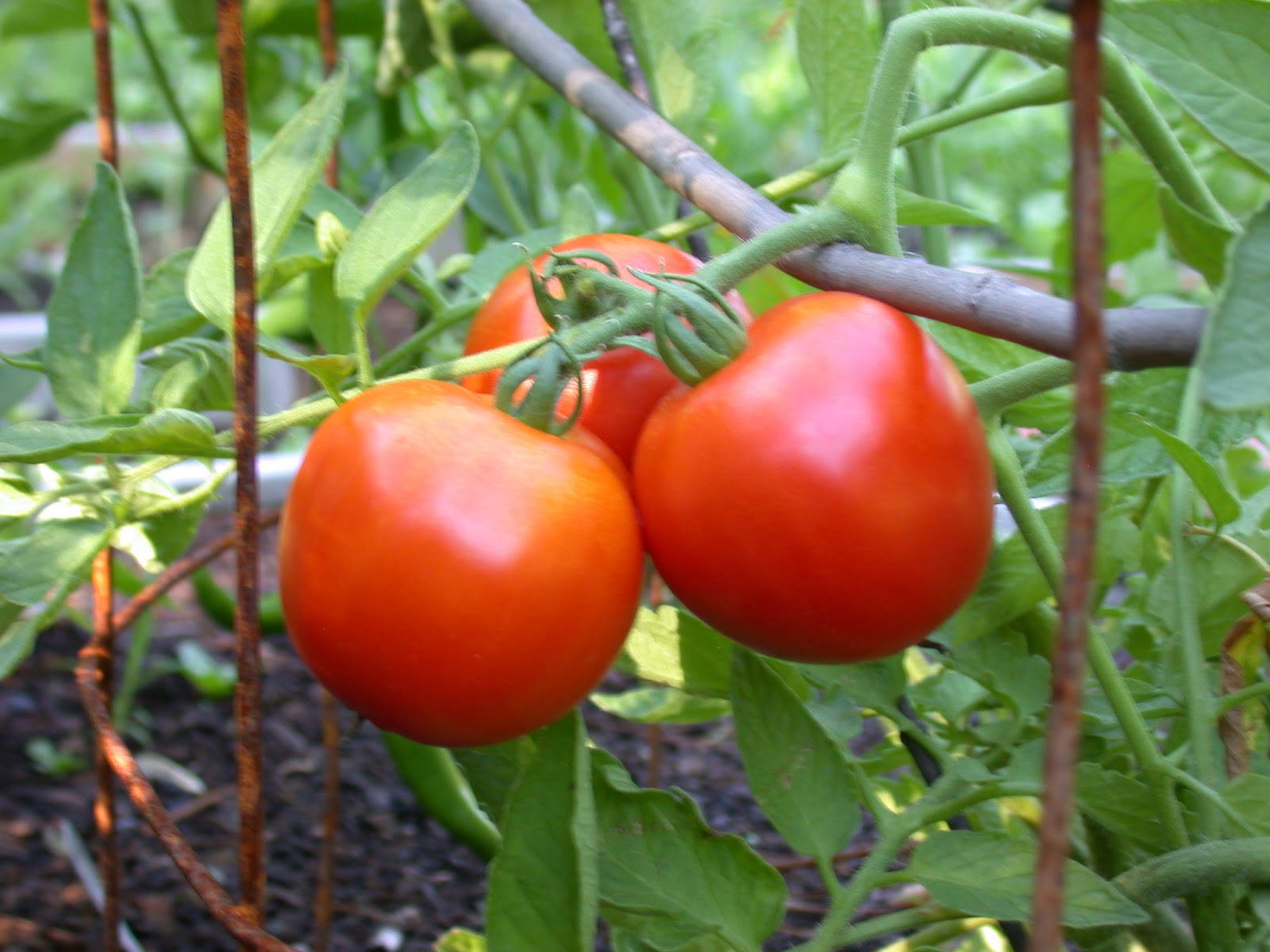 This Girl Gardens: September garden highlights