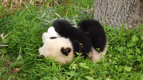 Funny animal gifs - part 113 (10 gifs), baby panda tumbling