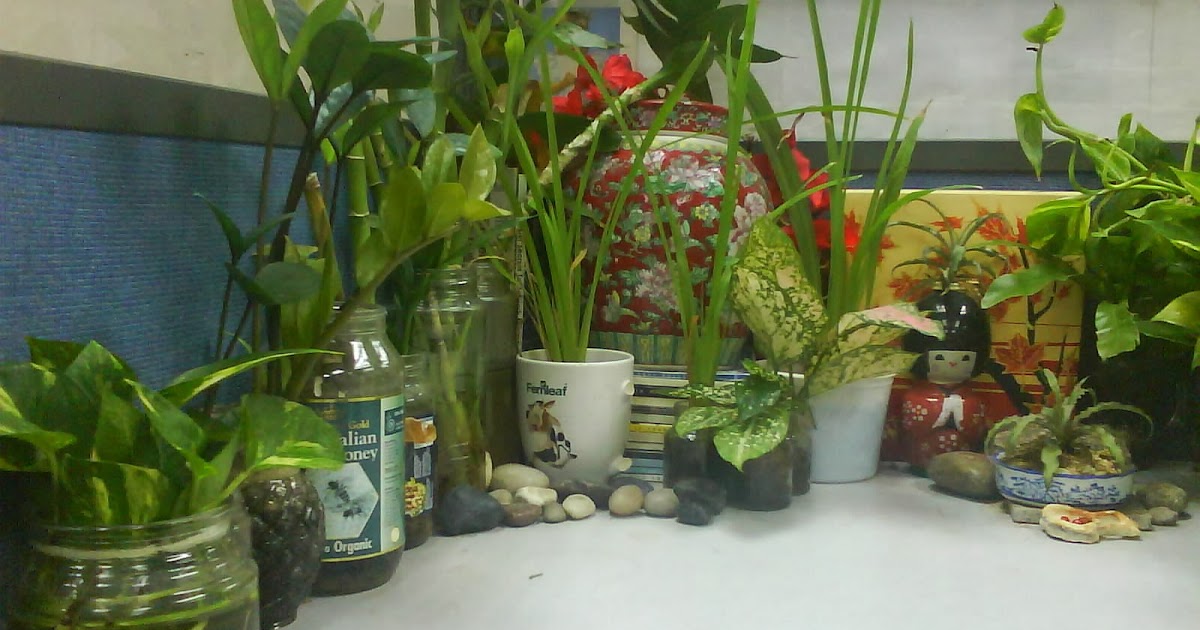 Garden Chronicles Indoor Plants Office Cubicle